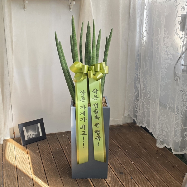 ���Ծ��� ����� �γ��� ��¡�ϴ� �Ĺ� - ����Ű(��) �ɹ�� ���� 