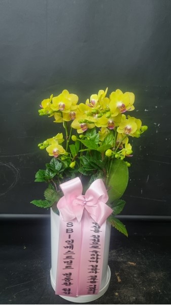 [��Ȱ������ �Ƹ����] ��� �ɺ��� (��) �ɹ�� ���� 