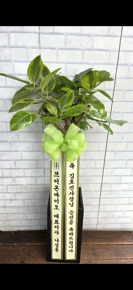 ���� ���� - �ǳ����� ��ȭ���� - ���׸���� ���� �𰥰������� �ɹ�� ���� 