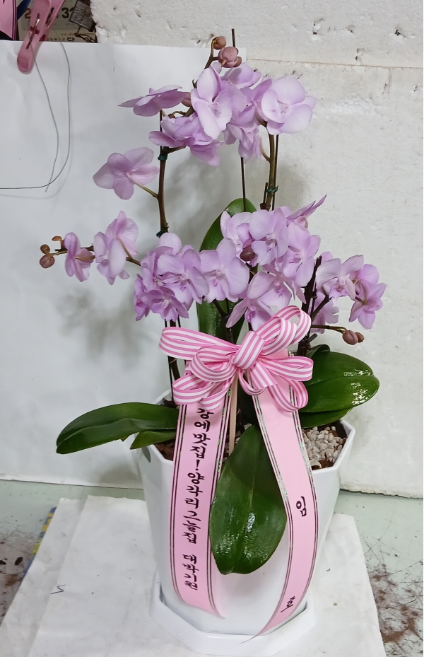 [����]�����ϴ� ���� ��� - ȣ���� �ɺ�ȫ���� ��õȫ (��) �ɹ�� ���� 