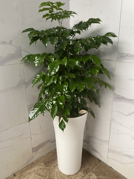 ��ġ�ʴ� �Ƹ��ٿ� ��� - �캸��(��) �ɹ�� ���� 