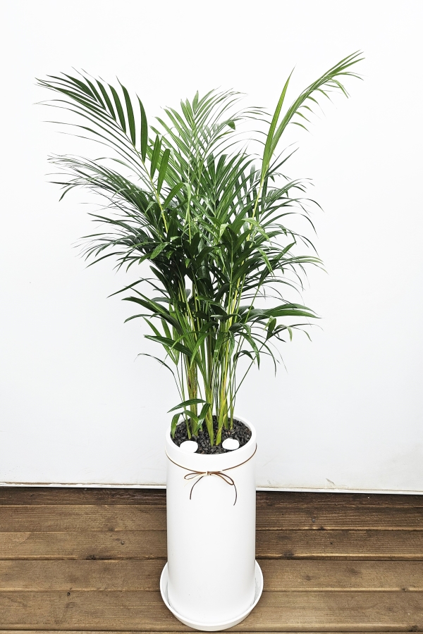 Offfice & nature �Ʒ�ī����(��)