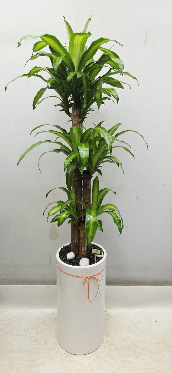  ҷ Ƹٿ ǳĹ - () ɹ  