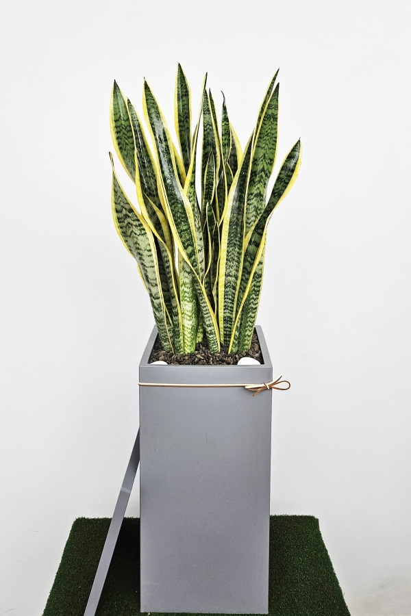 �����Ŀ� ȭ���� ��Ź��!  - ���� �ʿ���� ������ȭ�Ĺ� �꼼������ �ɹ�� ���� 