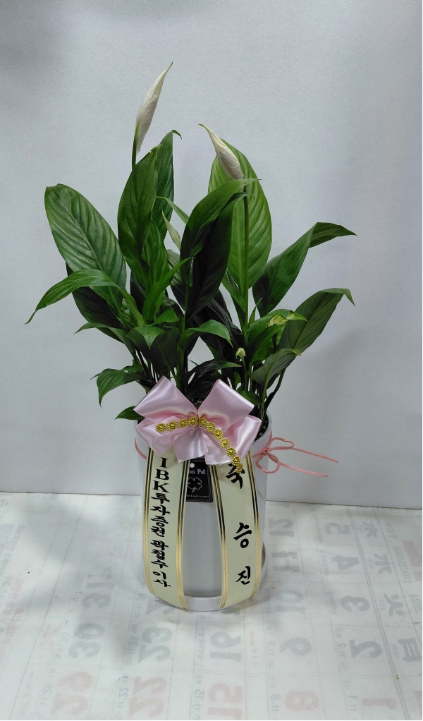 ����þ�(��) �ɹ�� ���� 