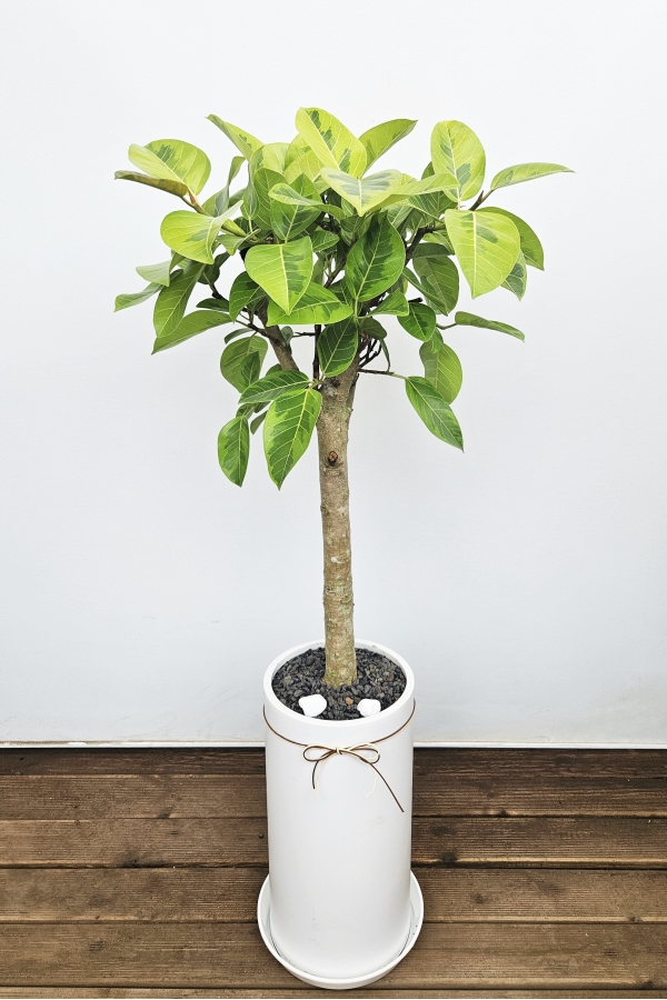 Office & nature �𰥰�������(��) (ȭ�⺯��) �ɹ�� ���� 