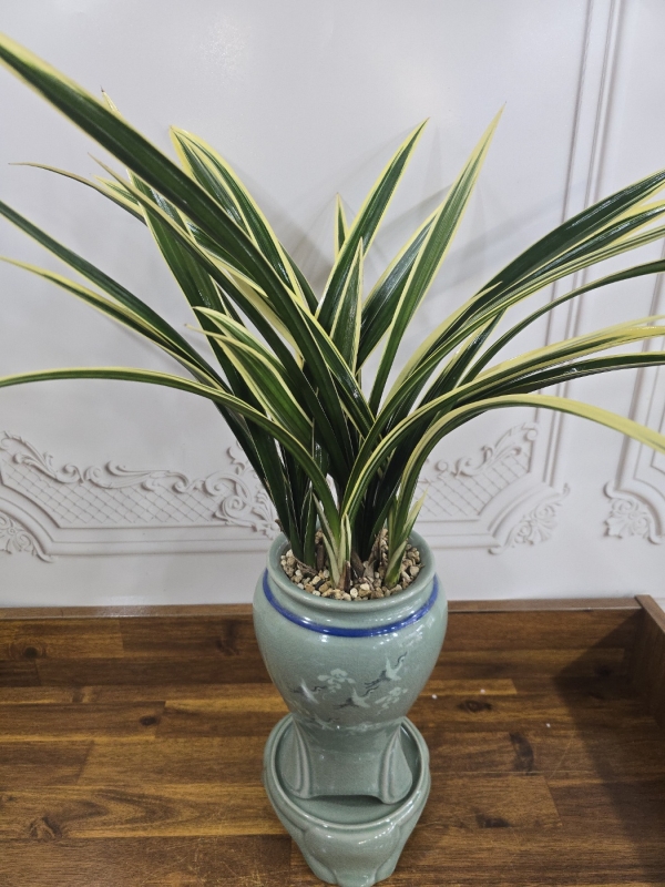 �����ôº��� ǰ��!! - �ö��119 ��ǰ����� Ȳ������ �ɹ�� ���� 