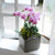 집안의 작은 정원 -연핑크호접 (중) 꽃배달 꽃집 