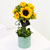 sunflower - sunflower topiary (*일부지역 화기변동)