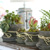 Succulent Plant (Ĺ) - Living Succulent