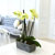 Living with flowers everyday - Newyork style Orchid 