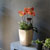[, ]Graceful orchid flowers - ޽ Į 