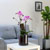 Decorating with Orchids() - ȫ ũȣ