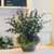 14 Fall  Flower Arrangements Blooming With - The calamint