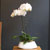 Office&Nature White Orchid (소) [화기변경]