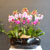 [Office & nature] 3 Colors Orchid ɹ  