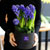 [,]  White day Spring again