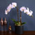[ ] Office & Nature Elegant white orchids
