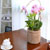 Phalenopsis - Pink garden