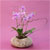 Office & Nature - Vivace(޺Ƽȭ)